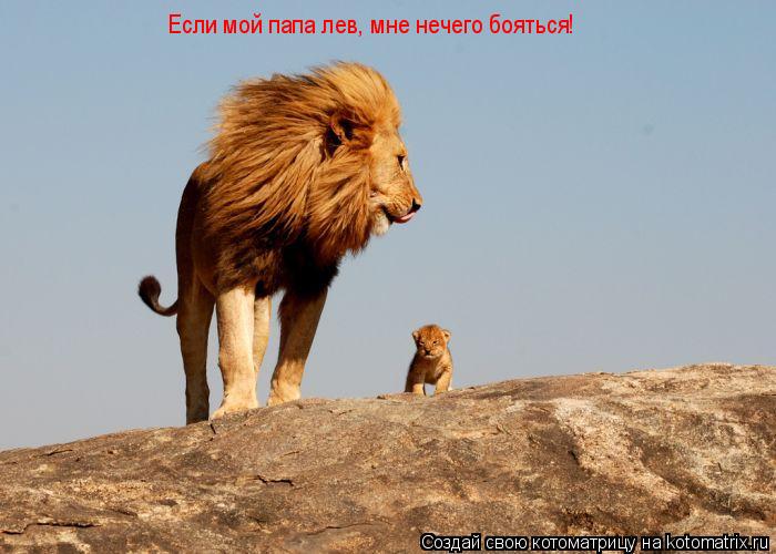 Если мой папа лев, мне нечего бояться!... Котоматрица: Если мой папа лев, мне нечего бояться!