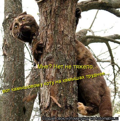 Мне? Нет не тяжело... вот камышовому коту на камышах труднее...... Котоматрица: Мне? Нет не тяжело... вот камышовому коту на камышах труднее...