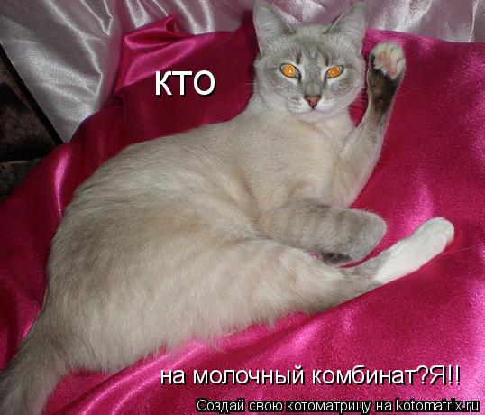 на молочный комбинат?Я!! кто... Котоматрица: на молочный комбинат?Я!! кто