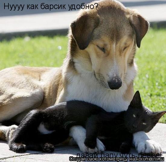 Нуууу как барсик удобно? давай лапу чуть левее!... Котоматрица: Нуууу как барсик удобно? давай лапу чуть левее!