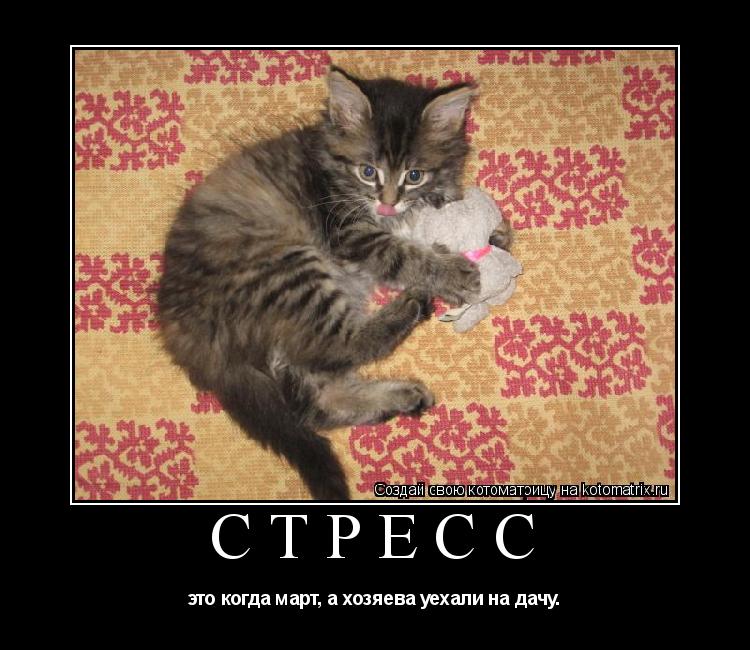 Стресс это когда март, а хозяева уехали на дачу.... Котоматрица: Стресс это когда март, а хозяева уехали на дачу.