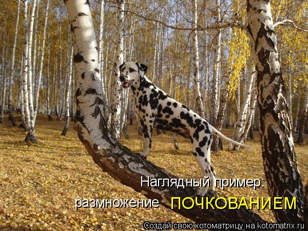 Наглядный пример: размножение ПОЧКОВАНИЕМ... Котоматрица: Наглядный пример: размножение ПОЧКОВАНИЕМ