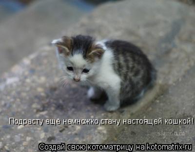 Подрасту ещё немножко,стану настоящей кошкой!... Котоматрица: Подрасту ещё немножко,стану настоящей кошкой!