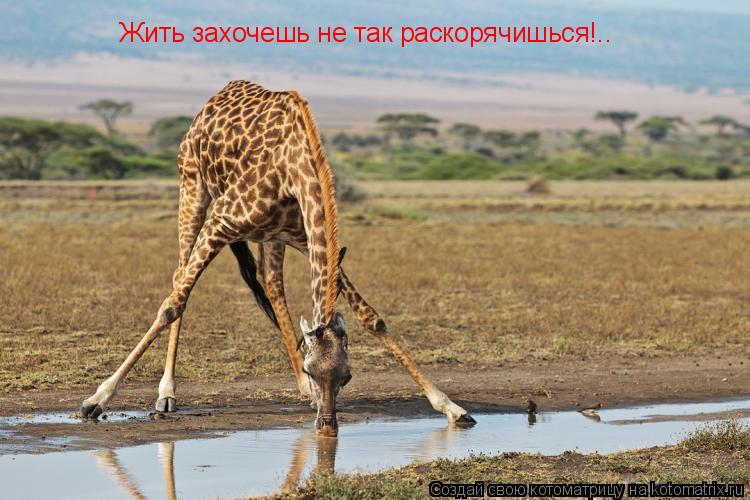Жить захочешь не так раскорячишься!..... Котоматрица: Жить захочешь не так раскорячишься!..