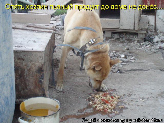 Опять хозяин пьяный продукт до дома не донёс....... Котоматрица: Опять хозяин пьяный продукт до дома не донёс....