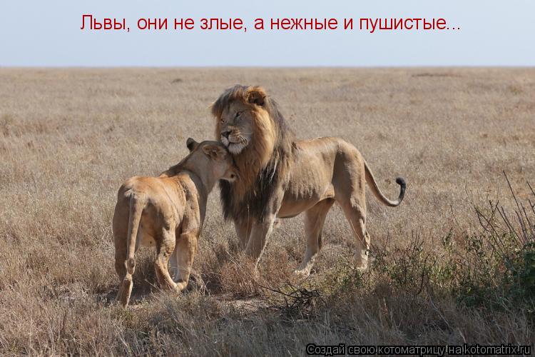Львы, они не злые, а нежные и пушистые...... Котоматрица: Львы, они не злые, а нежные и пушистые...