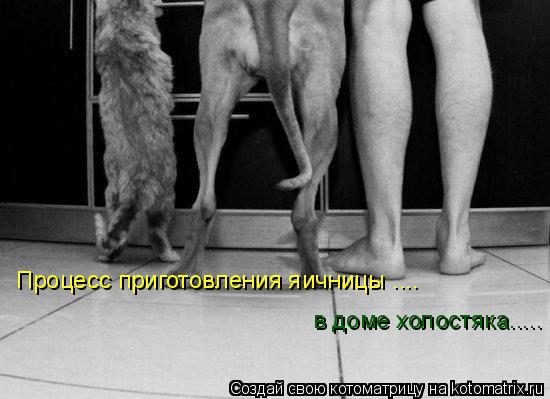 в доме холостяка..... Процесс приготовления яичницы ....... Котоматрица: в доме холостяка..... Процесс приготовления яичницы ....