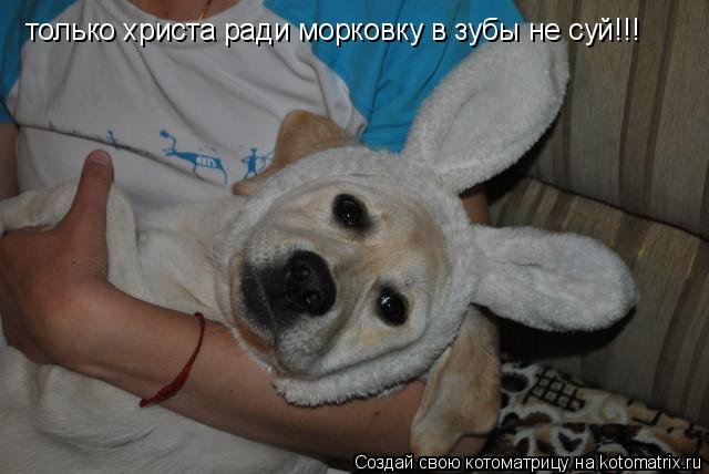 только христа ради морковку в зубы не суй!!!... Котоматрица: только христа ради морковку в зубы не суй!!!