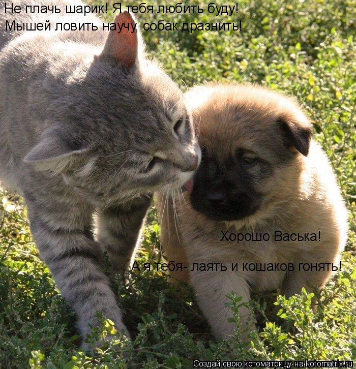Не плачь шарик! Я тебя любить буду! Мышей ловить научу, собак дразнить! Хорошо Васька! А я тебя- лаят... Котоматрица: Не плачь шарик! Я тебя любить буду! Мышей ловить научу, собак дразнить! Хорошо Васька! А я тебя- лаять и кошаков гонять!