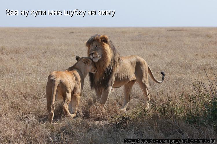 Зая ну купи мне шубку на зиму... Котоматрица: Зая ну купи мне шубку на зиму