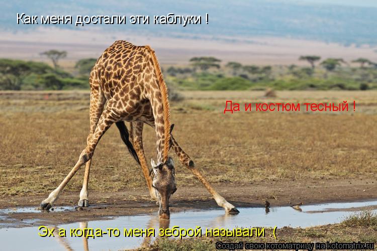 Как меня достали эти каблуки ! Да и костюм тесный ! Эх а когда-то меня зеброй называли :(... Котоматрица: Как меня достали эти каблуки ! Да и костюм тесный ! Эх а когда-то меня зеброй называли :(