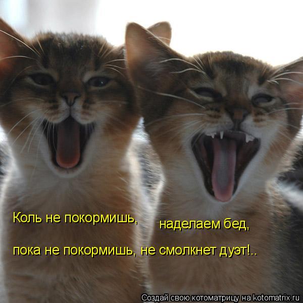 Коль не покормишь, наделаем бед, пока не покормишь, не смолкнет дуэт!..... Котоматрица: Коль не покормишь, наделаем бед, пока не покормишь, не смолкнет дуэт!..