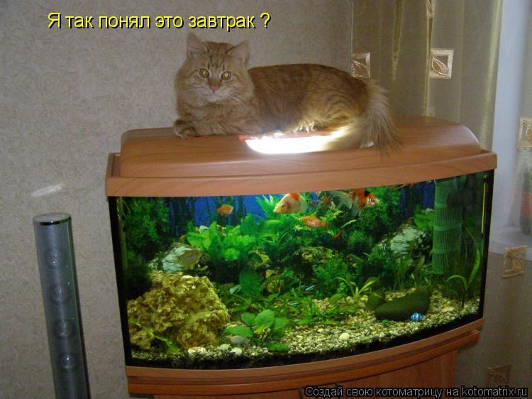Я так понял это завтрак ?... Котоматрица: Я так понял это завтрак ?