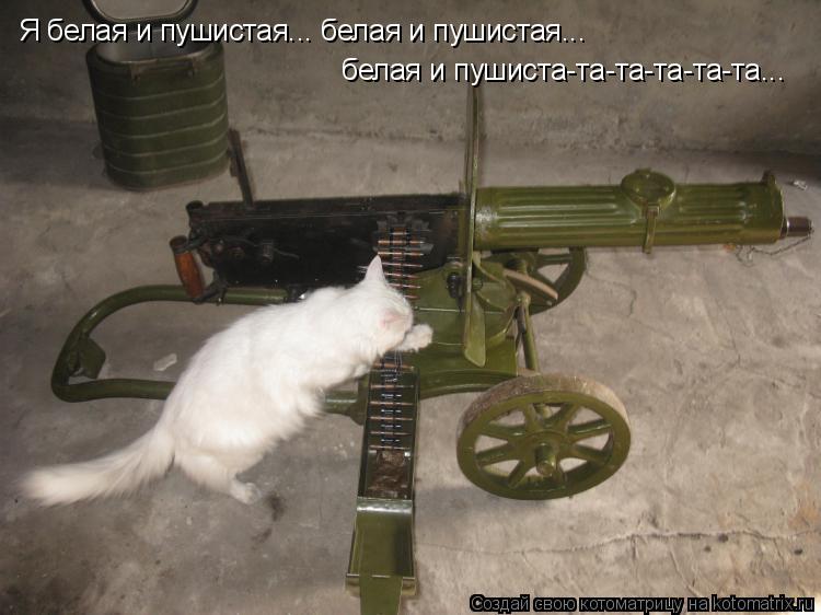 Я белая и пушистая... белая и пушистая... белая и пушиста-та-та-та-та-та...... Котоматрица: Я белая и пушистая... белая и пушистая... белая и пушиста-та-та-та-та-та...