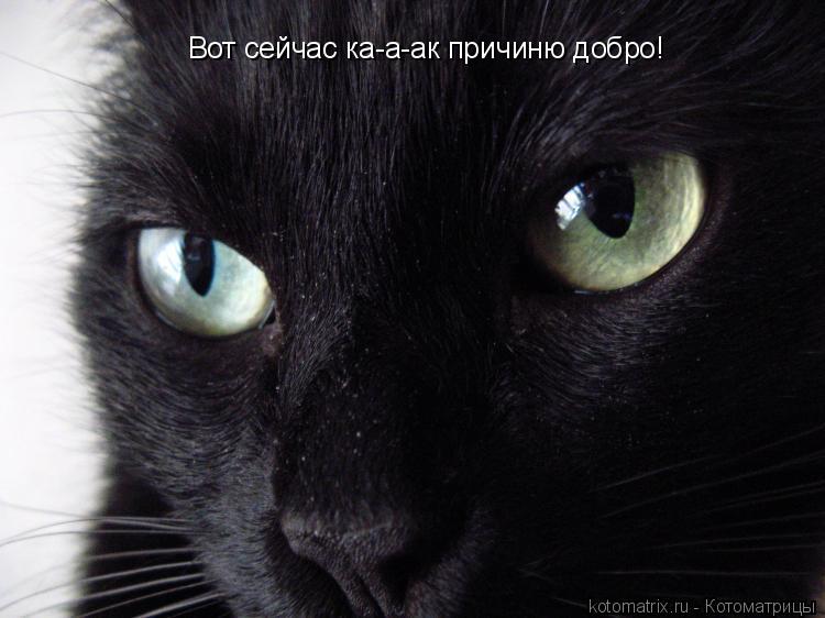 Вот сейчас ка-а-ак причиню добро!... Котоматрица: Вот сейчас ка-а-ак причиню добро!