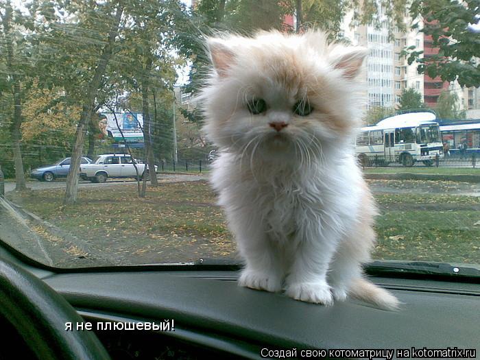 я не плюшевый!... Котоматрица: я не плюшевый!
