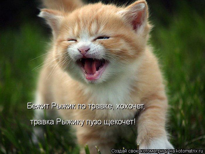 Бежит Рыжик по травке, хохочет, травка Рыжику пузо щекочет!... Котоматрица: Бежит Рыжик по травке, хохочет, травка Рыжику пузо щекочет!