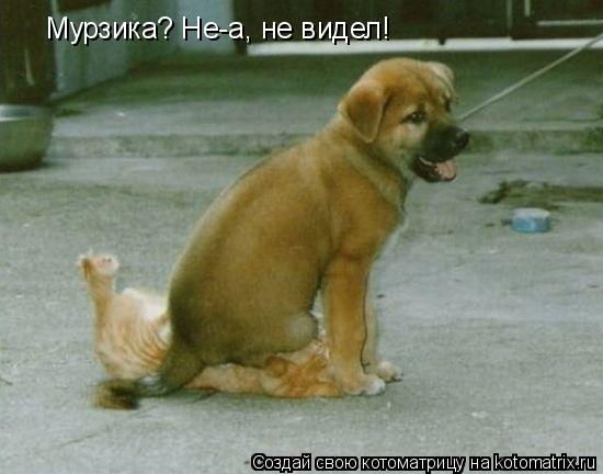 Мурзика? Не-а, не видел!... Котоматрица: Мурзика? Не-а, не видел!