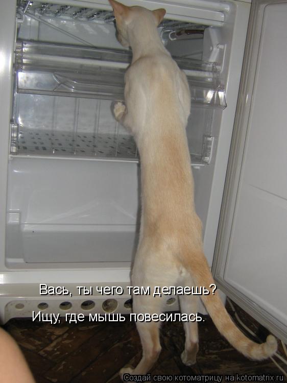 Вась, ты чего там делаешь? Ищу, где мышь повесилась.... Котоматрица: Вась, ты чего там делаешь? Ищу, где мышь повесилась.
