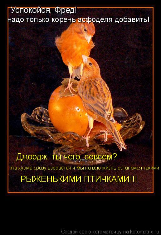 Успокойся, Фред! надо только корень асфоделя добавить! Джордж, ты чего, совсем? эта хурма сразу вз... Котоматрица: Успокойся, Фред! надо только корень асфоделя добавить! Джордж, ты чего, совсем? эта хурма сразу взорвётся и мы на всю жизнь останемся таким