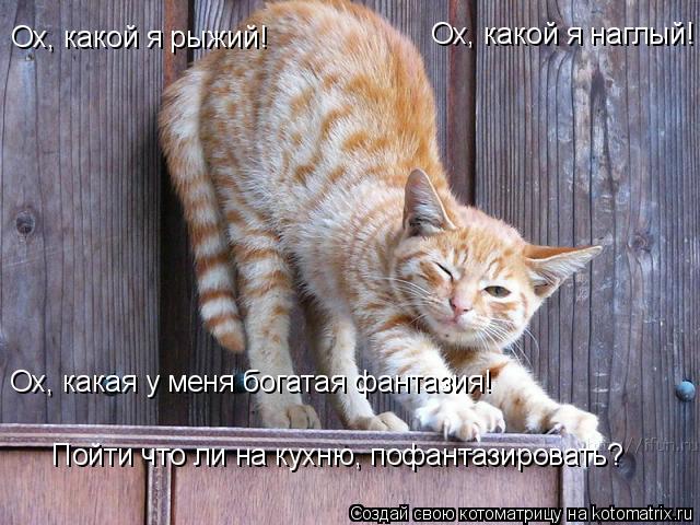 Ох, какой я рыжий! Ох, какой я наглый! Ох, какая у меня богатая фантазия! Пойти что ли на кухню, пофа... Котоматрица: Ох, какой я рыжий! Ох, какой я наглый! Ох, какая у меня богатая фантазия! Пойти что ли на кухню, пофантазировать?