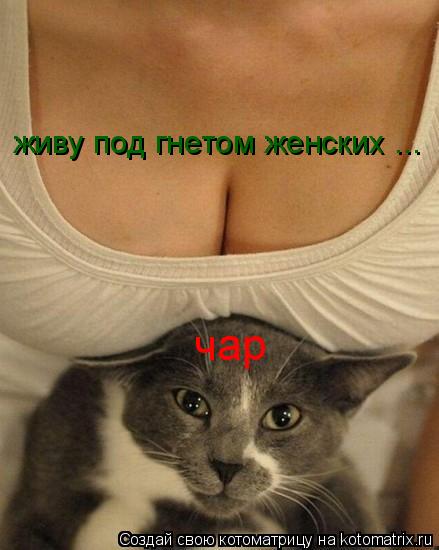 живу под гнетом женских ... чар... Котоматрица: живу под гнетом женских ... чар