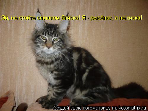 Эй, не стойте слишком близко! Я - рысёнок, а не киска!... Котоматрица: Эй, не стойте слишком близко! Я - рысёнок, а не киска!