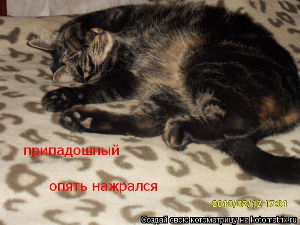 припадошный опять нажрался... Котоматрица: припадошный опять нажрался