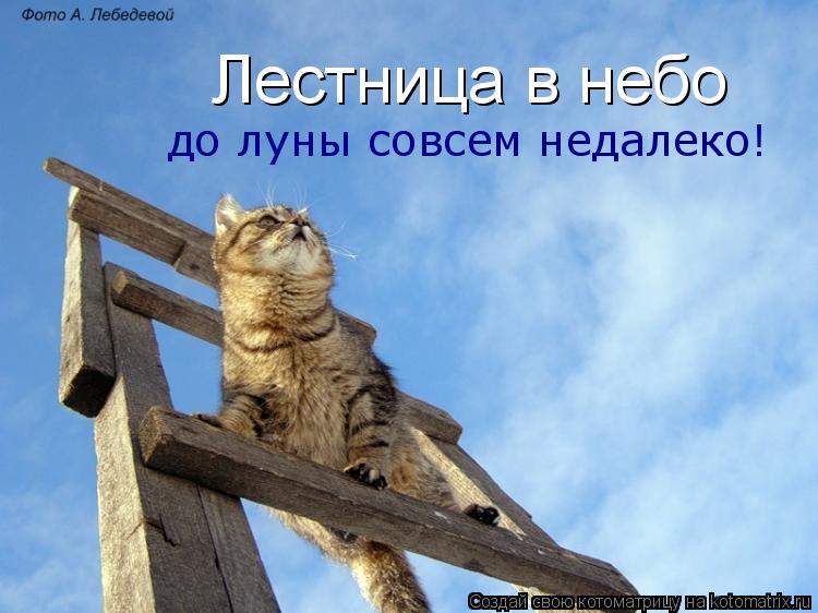 Лестница в небо до луны совсем недалеко!... Котоматрица: Лестница в небо до луны совсем недалеко!