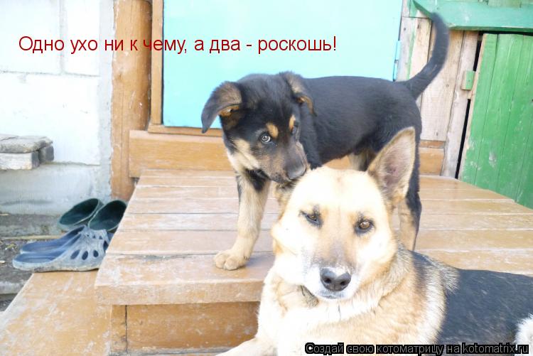 Одно ухо ни к чему, а два - роскошь!... Котоматрица: Одно ухо ни к чему, а два - роскошь!