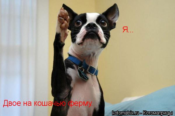 Двое на кошачью ферму. Я...... Котоматрица: Двое на кошачью ферму. Я...