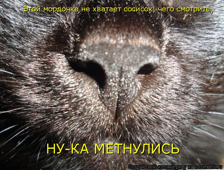 Этой мордочке не хватает сосисок, чего смотрите НУ-КА МЕТНУЛИСЬ ,... Котоматрица: Этой мордочке не хватает сосисок, чего смотрите НУ-КА МЕТНУЛИСЬ ,