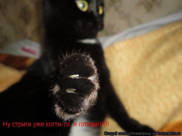 Ну стриги уже когти-то, я готова!!!!!!... Котоматрица: Ну стриги уже когти-то, я готова!!!!!!