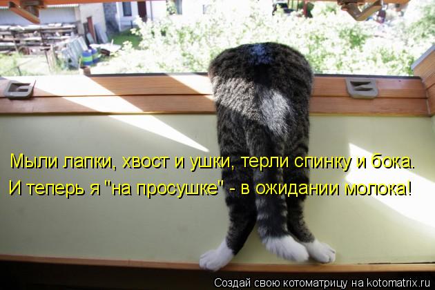 Котоматрица: Мыли лапки, хвост и ушки, терли спинку и бока.  И теперь я "на просушке" - в ожидании молока!