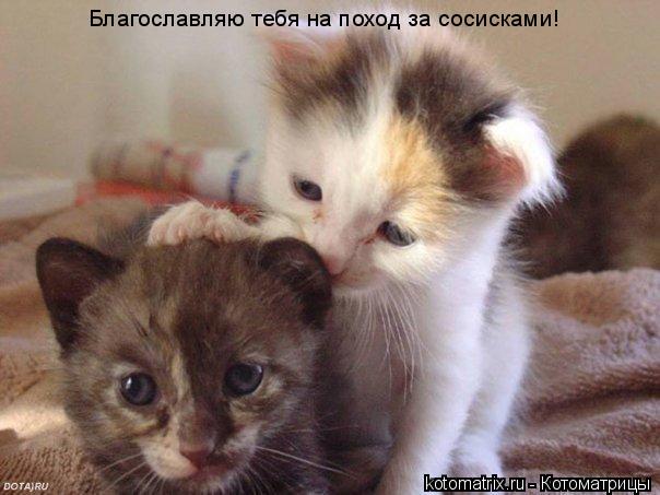 Благославляю тебя на поход за сосисками!... Котоматрица: Благославляю тебя на поход за сосисками!