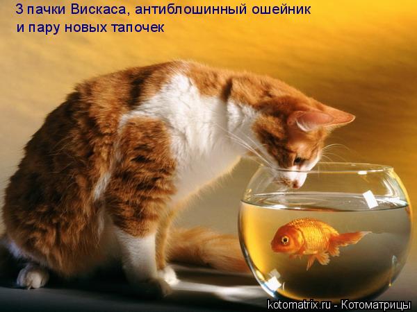 3 пачки Вискаса, антиблошинный ошейник и пару новых тапочек... Котоматрица: 3 пачки Вискаса, антиблошинный ошейник и пару новых тапочек