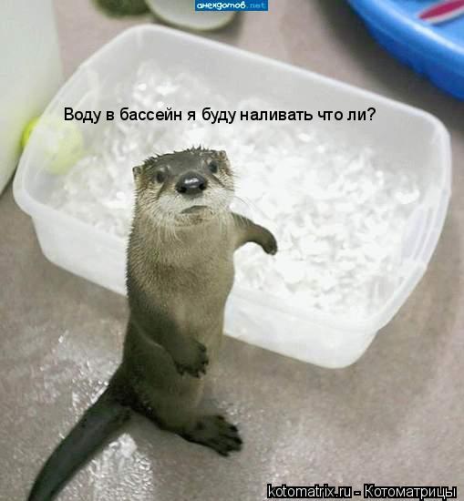 Воду в бассейн я буду наливать что ли?... Котоматрица: Воду в бассейн я буду наливать что ли?