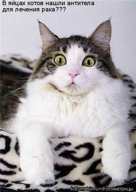 В яйцах котов нашли антитела для лечения рака???... Котоматрица: В яйцах котов нашли антитела для лечения рака???