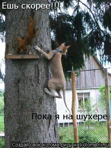 Пока я на шухере Ешь скорее!!!... Котоматрица: Пока я на шухере Ешь скорее!!!