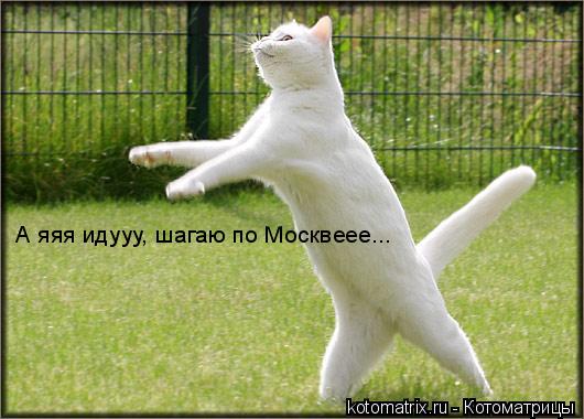 А яяя идууу, шагаю по Москвеее...... Котоматрица: А яяя идууу, шагаю по Москвеее...