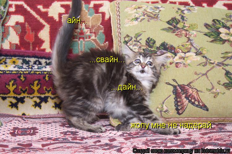 айн... ...свайн... ...дайн... жопу мне не надерай... Котоматрица: айн... ...свайн... ...дайн... жопу мне не надерай