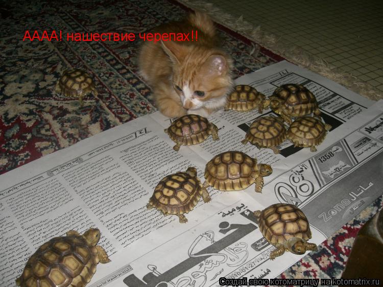АААА! нашествие черепах!!... Котоматрица: АААА! нашествие черепах!!