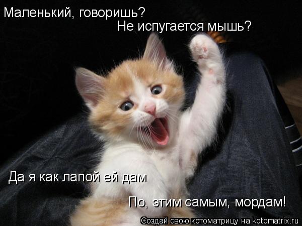 Маленький, говоришь? Не испугается мышь? Да я как лапой ей дам По, этим самым, мордам!... Котоматрица: Маленький, говоришь? Не испугается мышь? Да я как лапой ей дам По, этим самым, мордам!