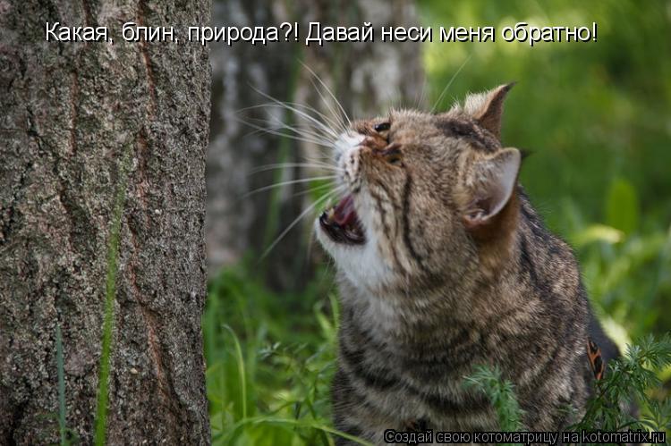 Какая, блин, природа?! Давай неси меня обратно!... Котоматрица: Какая, блин, природа?! Давай неси меня обратно!