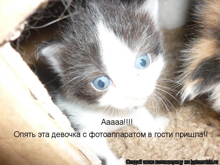 Ааааа!!!! Опять эта девочка с фотоаппаратом в гости пришла!!... Котоматрица: Ааааа!!!! Опять эта девочка с фотоаппаратом в гости пришла!!