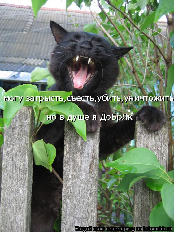 могу загрысть,съесть,убить,уничтожить но в душе я ДоБрЯк... Котоматрица: могу загрысть,съесть,убить,уничтожить но в душе я ДоБрЯк