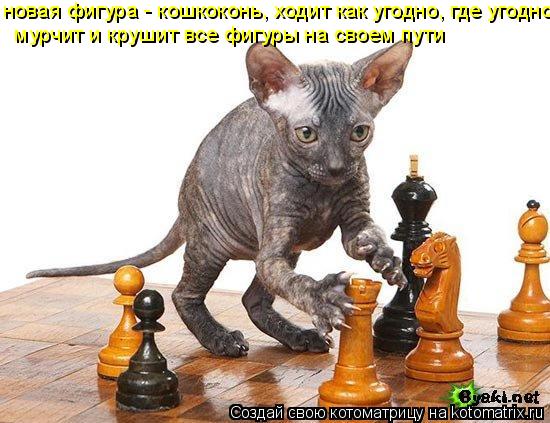 новая фигура - кошкоконь, ходит как угодно, где угодно, мурчит и крушит все фигуры на своем пути... Котоматрица: новая фигура - кошкоконь, ходит как угодно, где угодно, мурчит и крушит все фигуры на своем пути