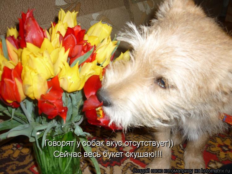 Говорят у собак вкус отсутствует)) Сейчас весь букет скушаю!!!... Котоматрица: Говорят у собак вкус отсутствует)) Сейчас весь букет скушаю!!!