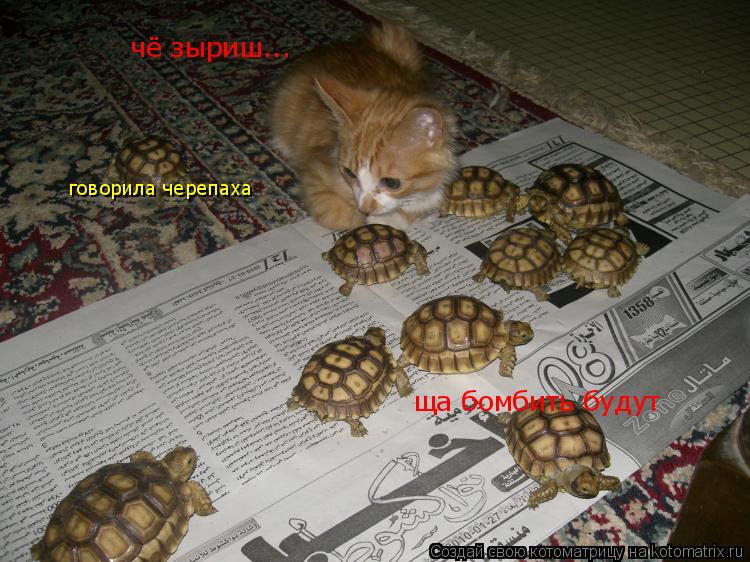чё зыриш... ща бомбить будут говорила черепаха... Котоматрица: чё зыриш... ща бомбить будут говорила черепаха