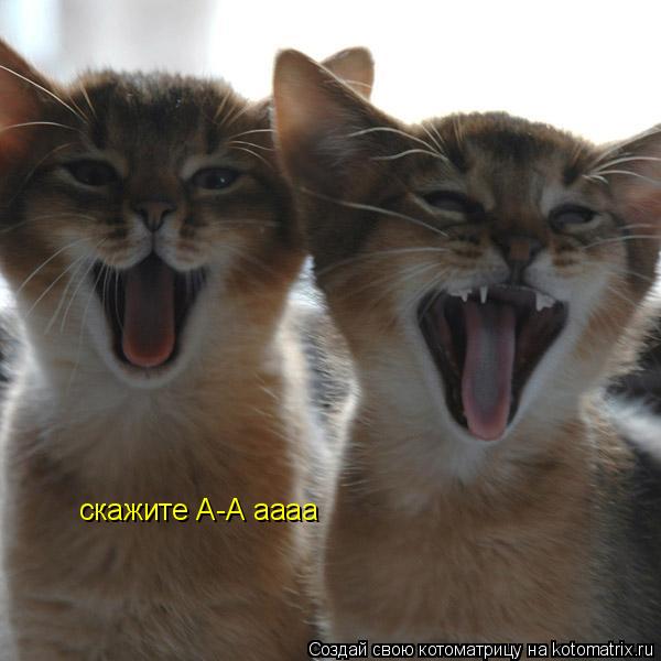 скажите А-А аааа... Котоматрица: скажите А-А аааа